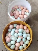 什么样的鸡蛋才能称为正宗的土鸡蛋？